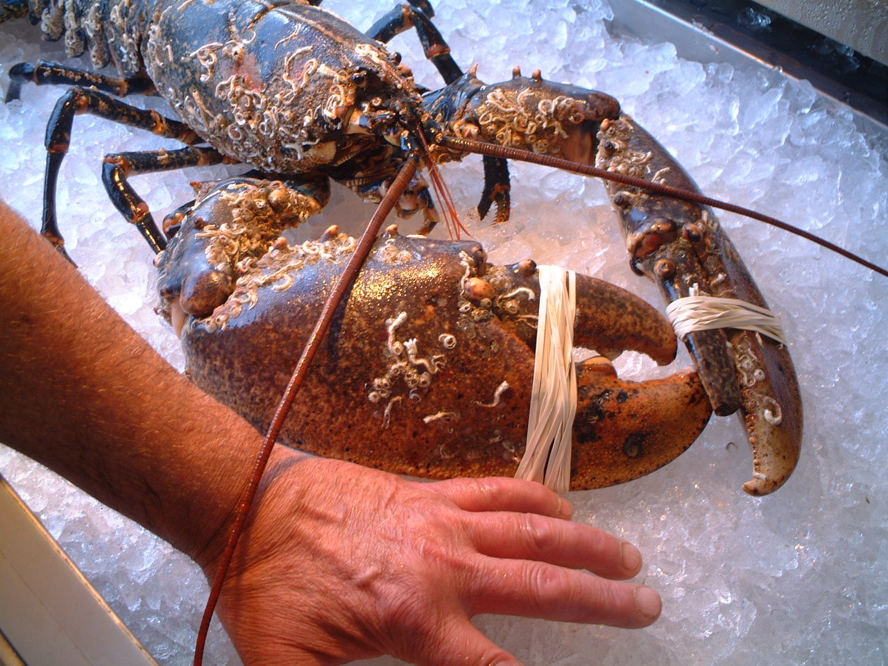 Gallery Britannia The Beach